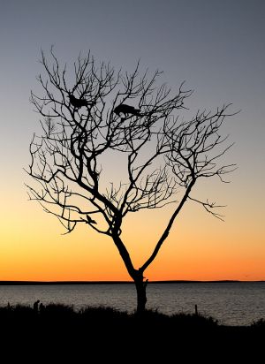 Sunset Tree Monkey Mia Shark Bay 